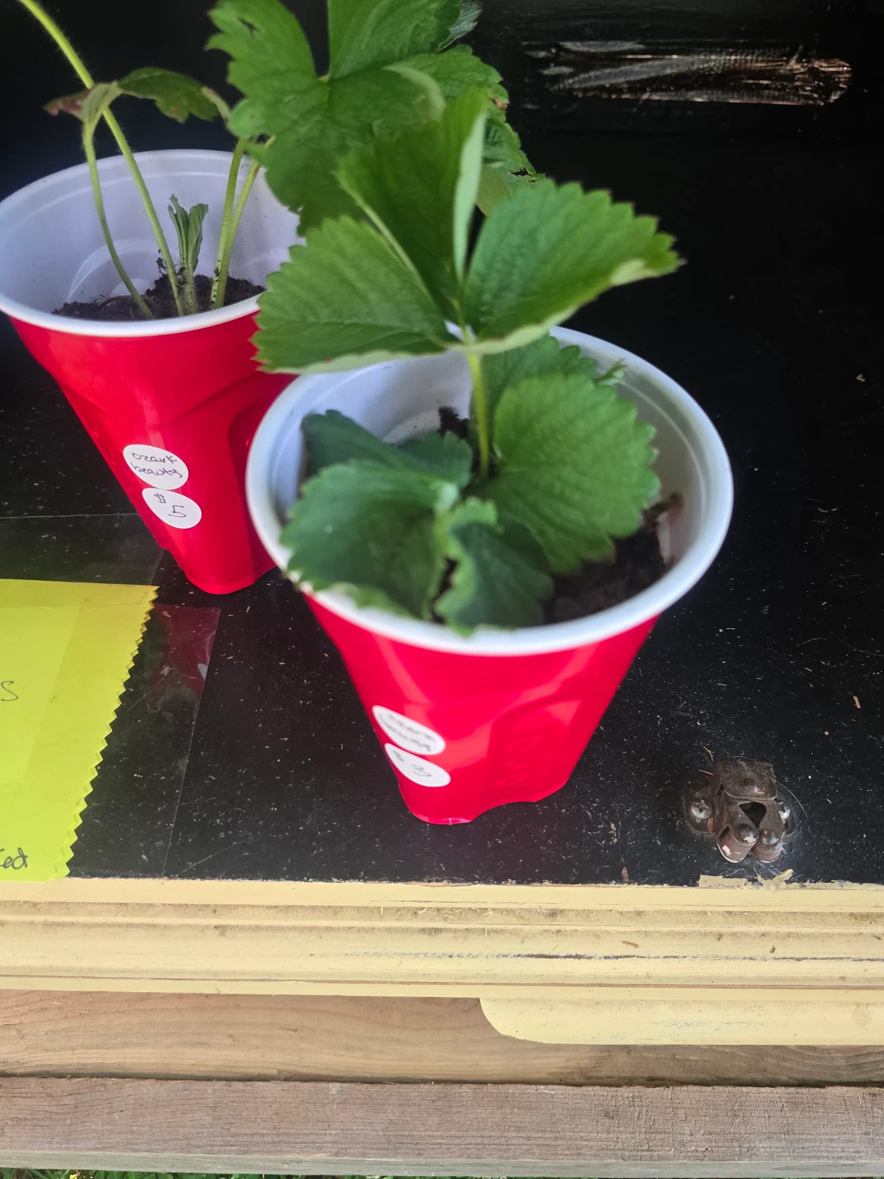 Plants & Garden: 20260719 081757.